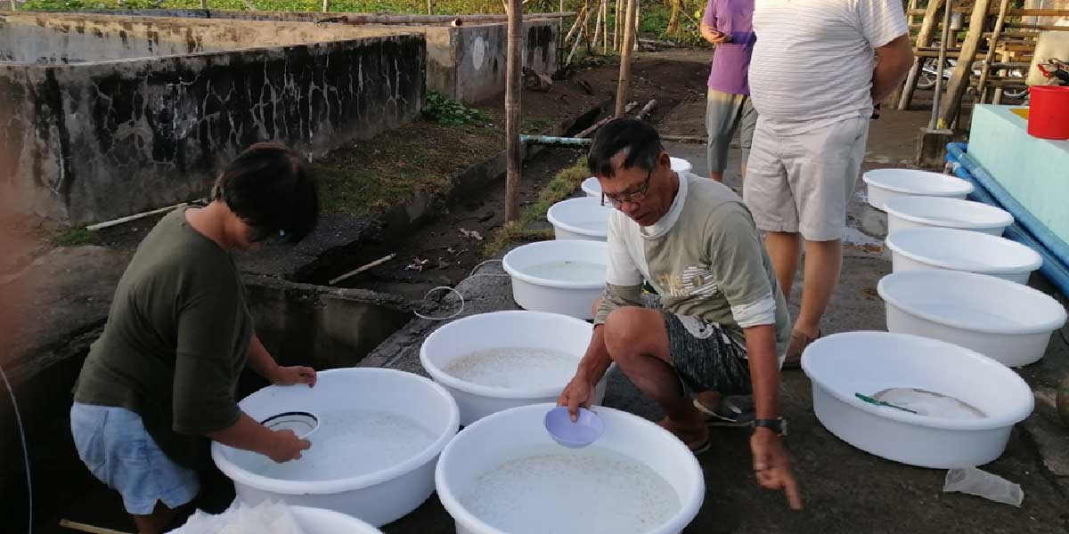 Revived hatchery signals major step  towards PHL milkfish fry sufficiency