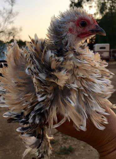 funny chicken breeds