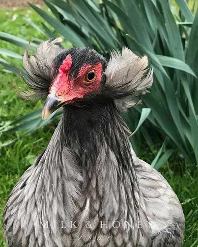 funny chicken breeds