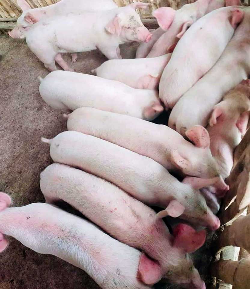 HOG STRIKE LOOMS Raisers demand hike in live hog price amid high cost