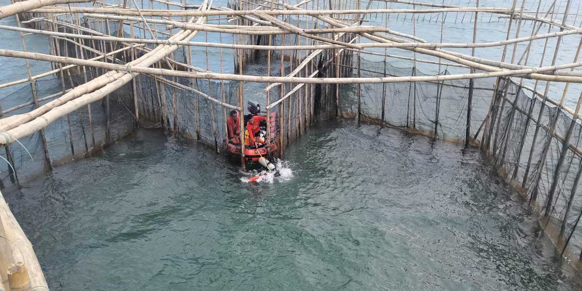 Whale shark rescued after being trapped in fish cage Whale shark rescued after being trapped in fish cage