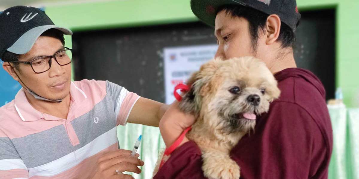 Iloilo Vaccinates 213,000 Dogs in Rabies Campaign
