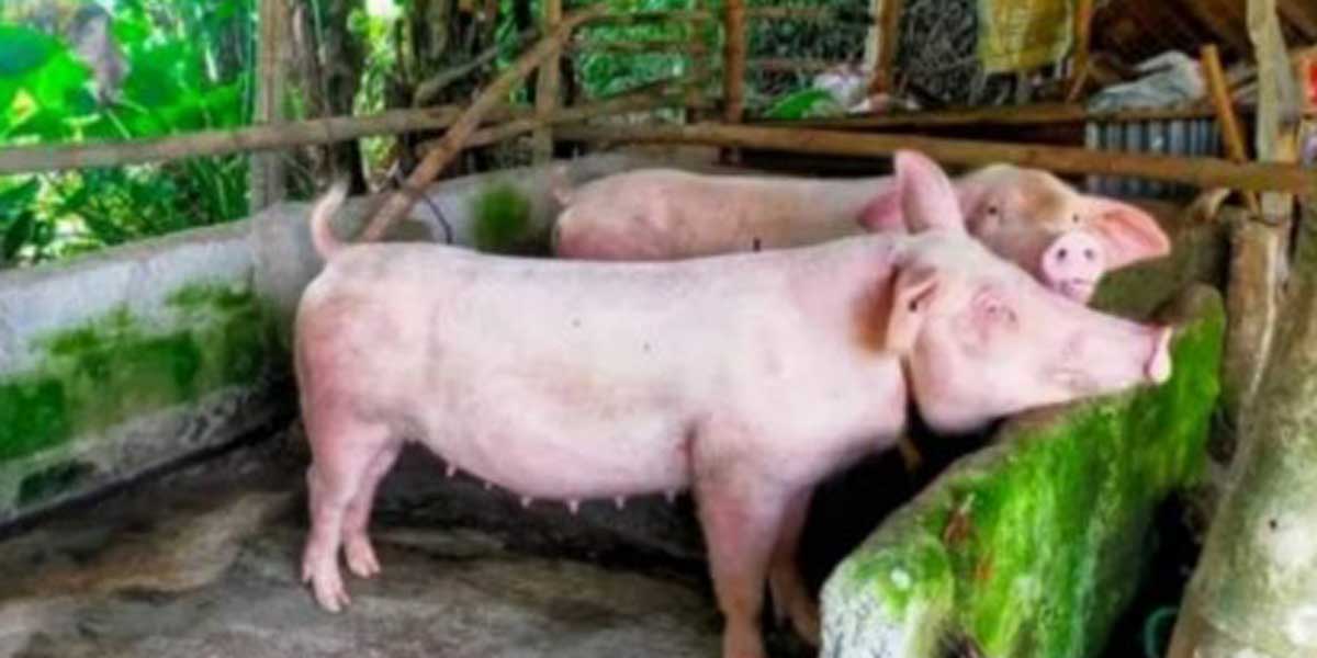 More LGUs impose pork entry ban  as hog death toll continues to rise