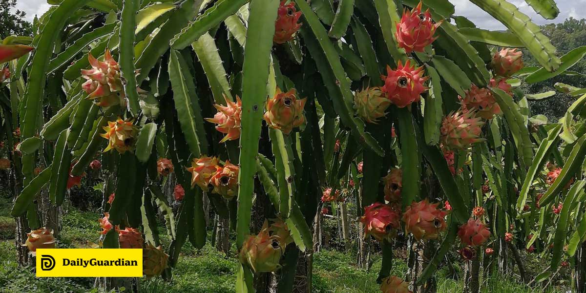 DA grants 10-M assistance to Guimaras dragon fruit farmers | Daily Guardian