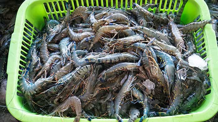 Black tiger shrimp revival program stepping up at AQD - Daily Guardian