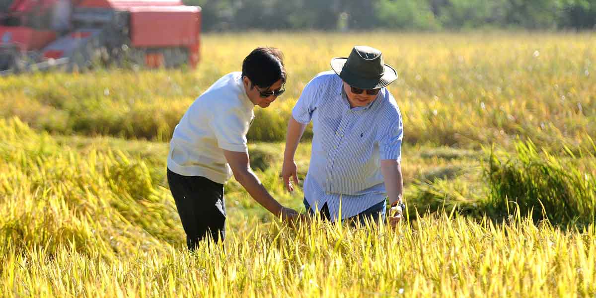 DA chief assures stable rice supply in 1H, helped by harvest, imports