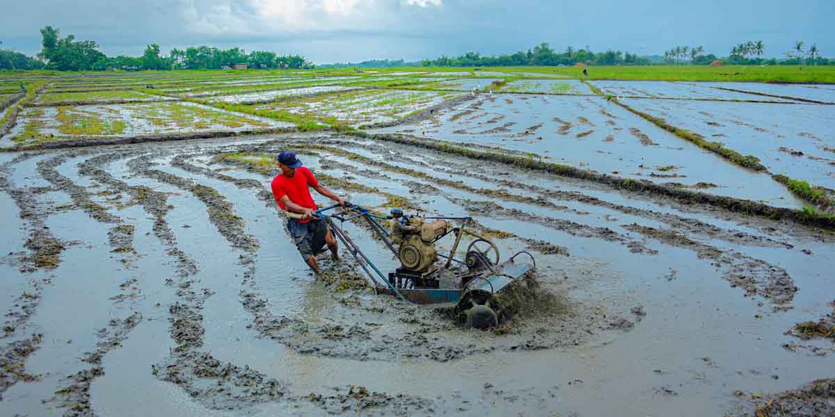 DA adopts low-water-use strategies amid El Niño, allowing farmers to continue planting rice