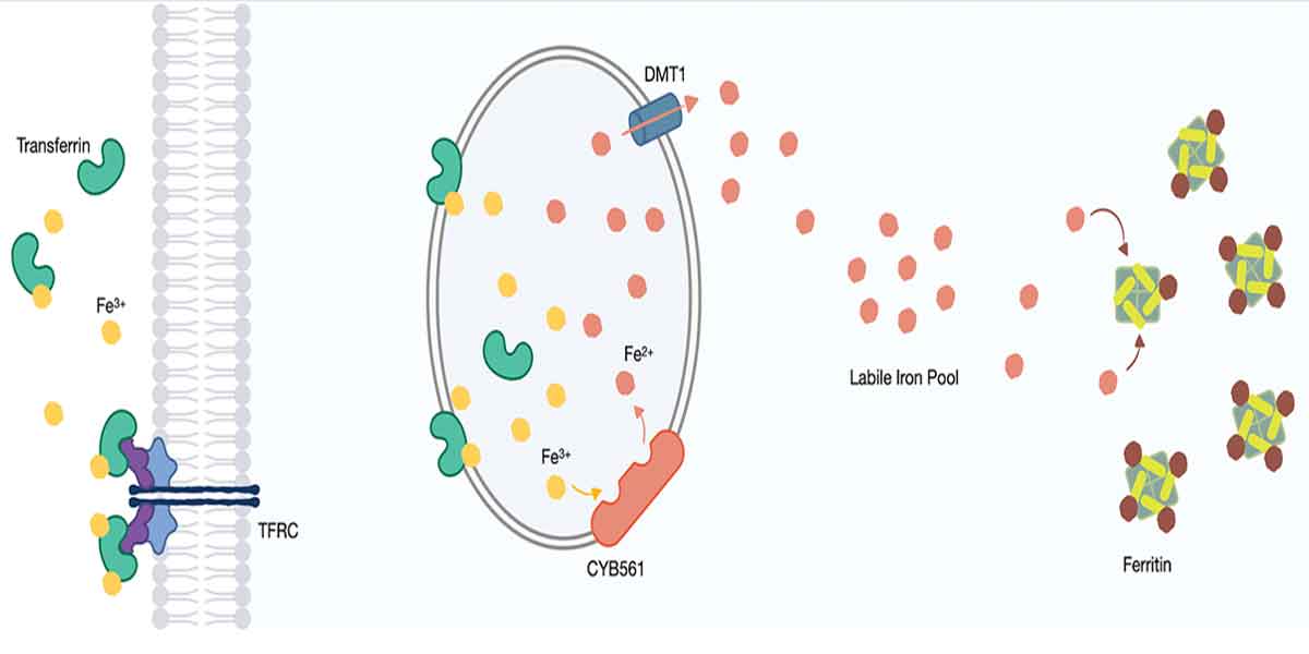 UP study pinpoints key player in  aggressive type of prostate cancer