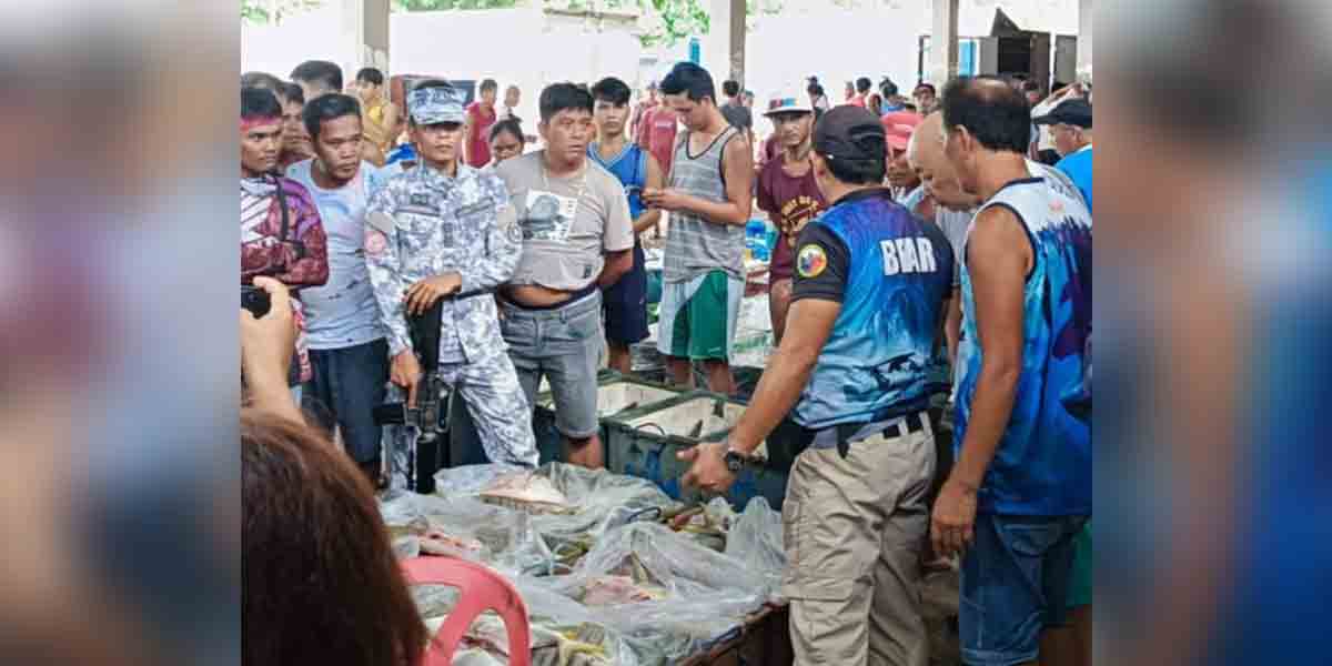 Capitol food terminal market  warns against illegally caught fish