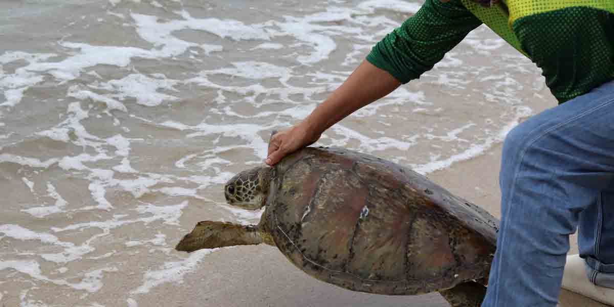 PENRO Guimaras leads sea turtle rescues, releases
