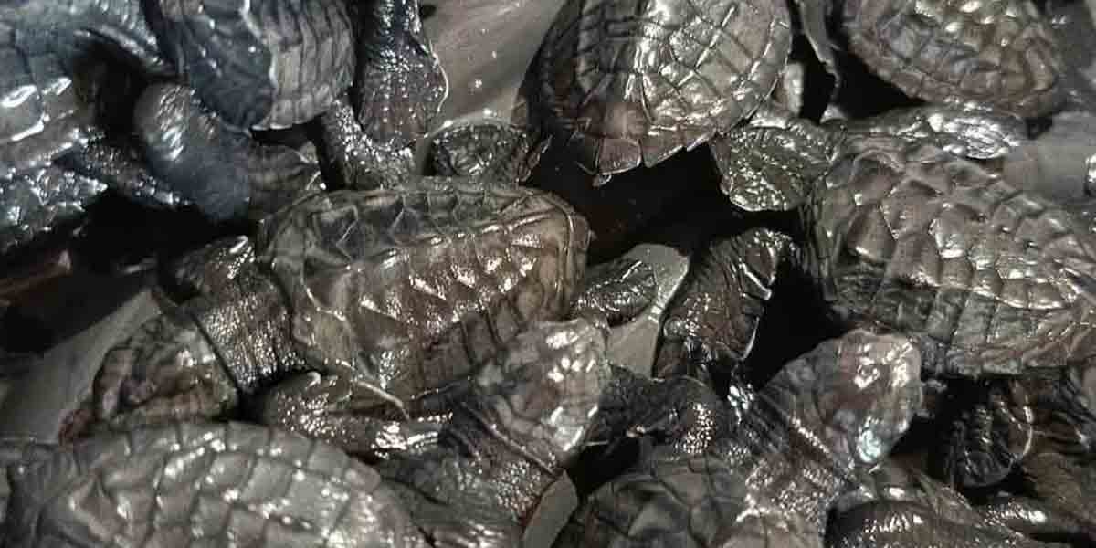 Aklan releases 202 Olive Ridley turtle hatchlings into ocean